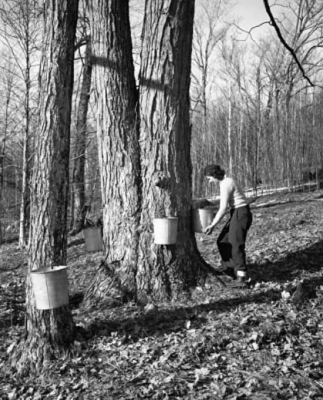 Woman collecting sap to produce maple syrup Jefferson Coos County New Hampshire USA Canvas Art - (24 x 36)