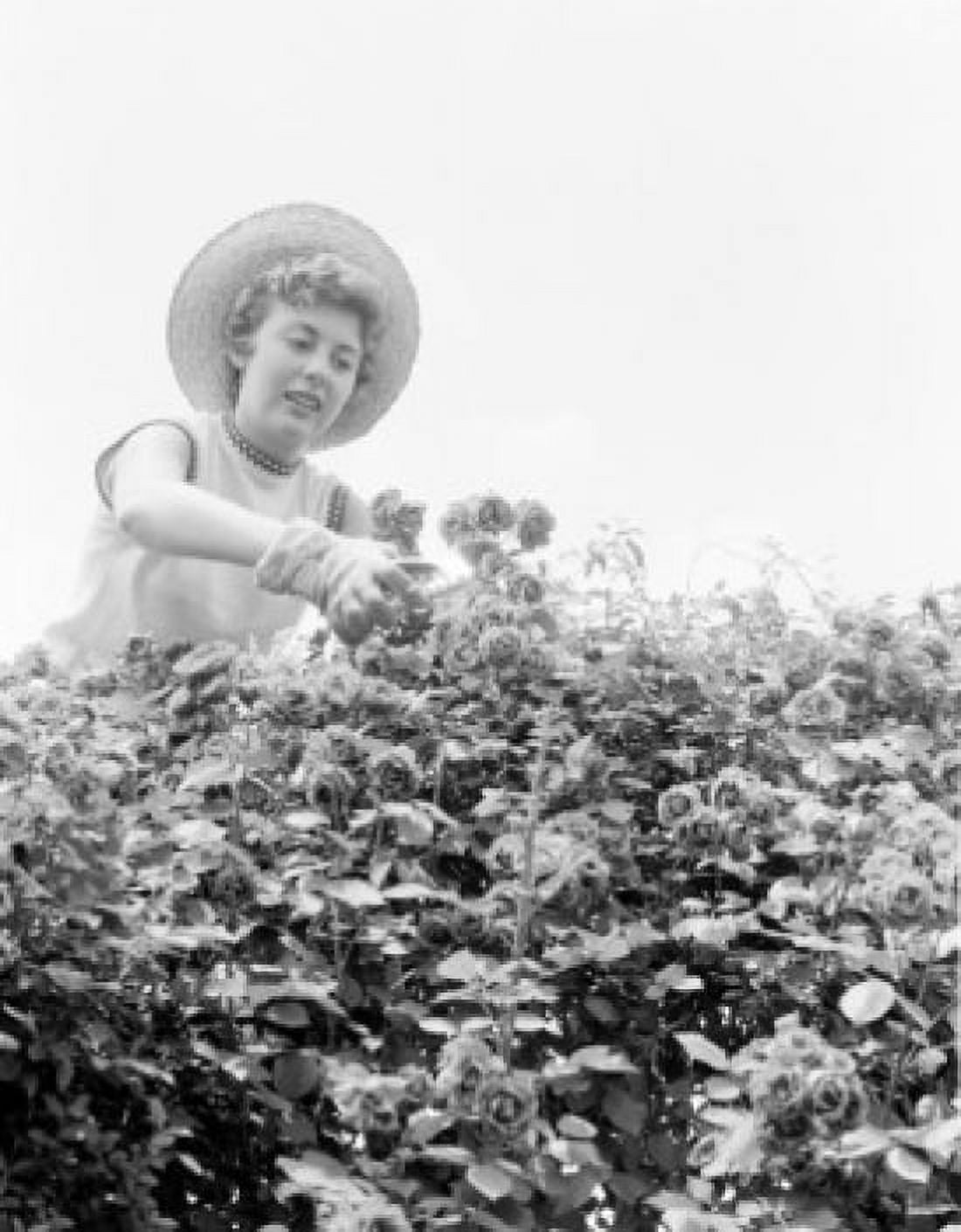 Woman cutting roses low angle view Canvas Art - (24 x 36)