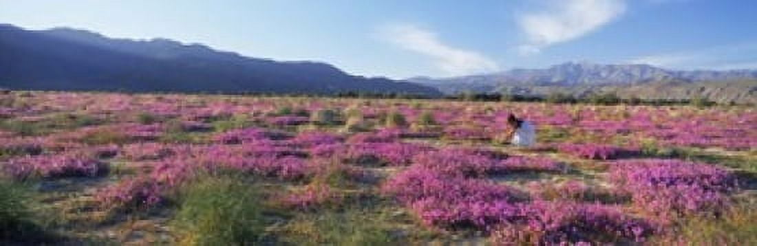 Woman in a Desert Sand Verbena field Anza Borrego Desert State Park California USA Canvas Art - Panoramic Images (18 x 6)