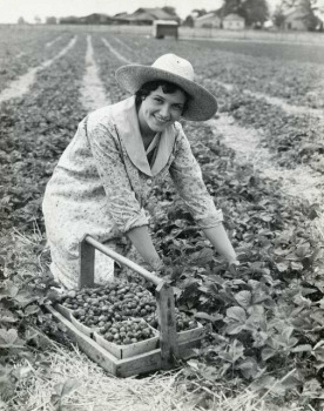 Woman picking strawberries on farm Canvas Art - (18 x 24)