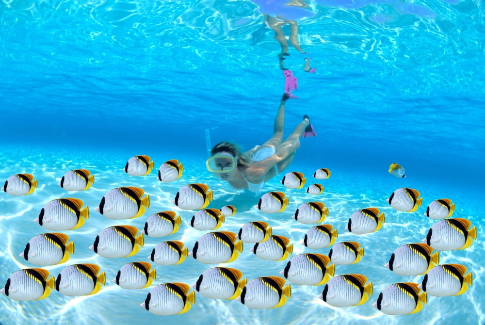 Woman snorkeler near sandy bottom Butterflyfish school foreground Canvas Art - Jody Watt Design Pics (20 x 13)