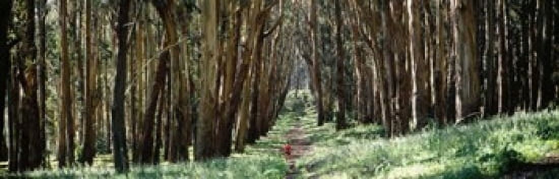 Woman walking on a path in a park The Presidio San Francisco California USA Canvas Art - Panoramic Images (18 x 6)