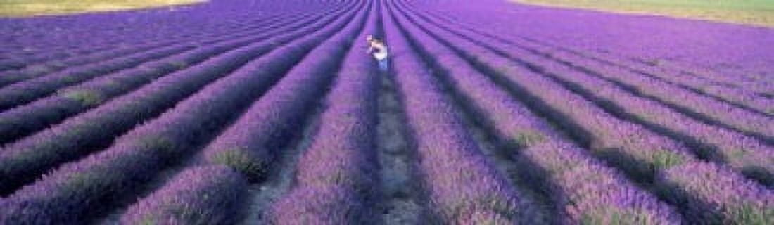 Woman walking through fields of lavender Provence-Alpes-Cote dAzur France Canvas Art - Panoramic Images (15 x 5)
