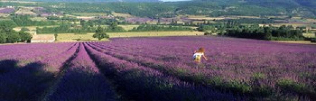 Woman walking through fields of lavender Provence-Alpes-Cote dAzur France Canvas Art - Panoramic Images (18 x 6)