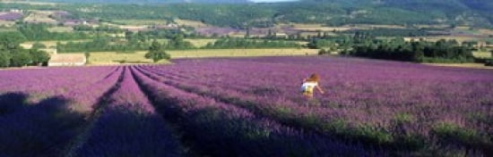 Woman walking through fields of lavender Provence-Alpes-Cote dAzur France Canvas Art - Panoramic Images (36 x 12)