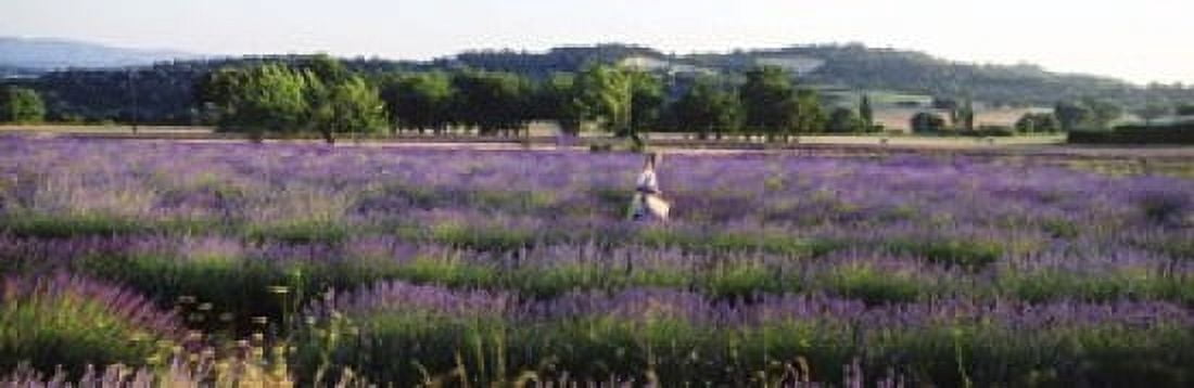 Woman walking with basket through a field of lavender in Provence France Canvas Art - Panoramic Images (18 x 6)
