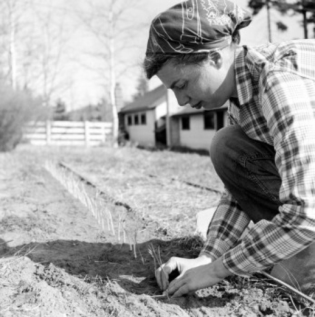 Woman working in garden Canvas Art - (18 x 24)