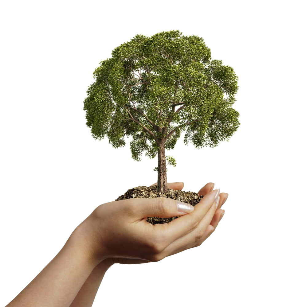 Womans hands holding soil with a tree Canvas Art - Leonello CalvettiStocktrek Images (29 x 29)