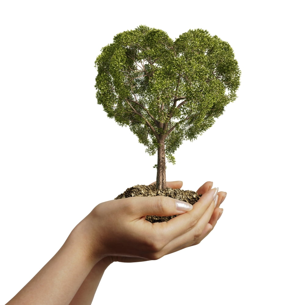 Womans hands holding soil with a tree heart shaped Canvas Art - Leonello CalvettiStocktrek Images (29 x 29)