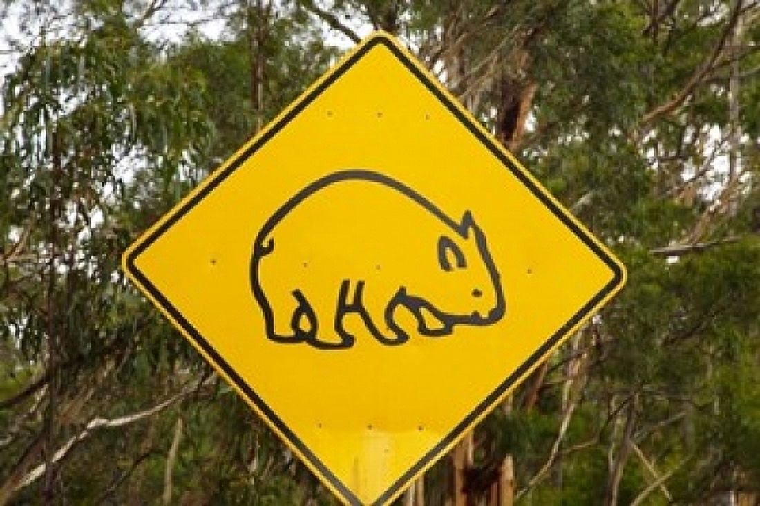 Wombat warning sign Tasman Peninsula Australia Canvas Art - David Wall DanitaDelimont (36 x 24)