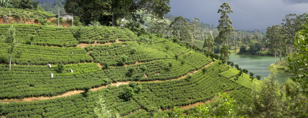 Women picking tea leaves on hillside Nuwara Eliya near Hatton Central Province Sri Lanka Canvas Art - Panoramic Images (36 x 12)