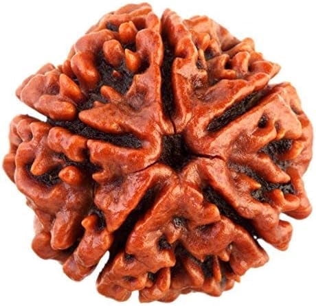 Wonder Care - Original Nepali Rudraksha Bead/Rudraksha Bead Natural Rudra Religious Rosary Bead