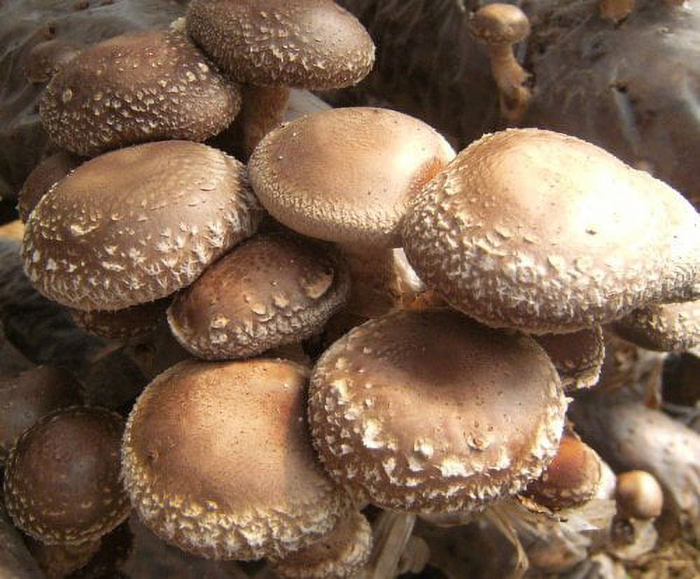 WonderLand Herbs lentinus edodes Shiitake Lentinan Powder Mycelium