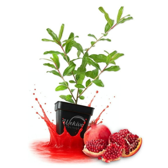 Wonderful Pomegranate Tree - 2 Live Plants in 3 Inch Growers Pots - Edible Fruit Bearing Tree for The Patio and Garden