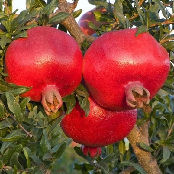 Wonderful Pomegranate Tree Live Plant, Large Red Pomegranate Plants, Vibrant Orange Flowes, Punica GranatumTree 10-16" Tall