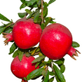 thumbnail image 1 of Wonderful Pomegranate Trees Live Fruit Trees – 1 Gallon Potted Plants, Set of 2, Sweet-Tart Red Pomegranates, Hardy Productive Pomegranates, 1 of 4