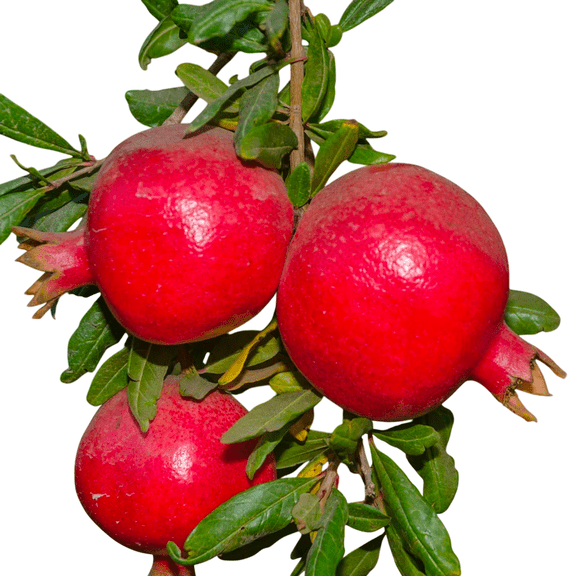 Wonderful Pomegranate Trees Live Fruit Trees  1 Gallon Potted Plants, Set of 2, Sweet-Tart Red Pomegranates, Hardy Productive Pomegranates