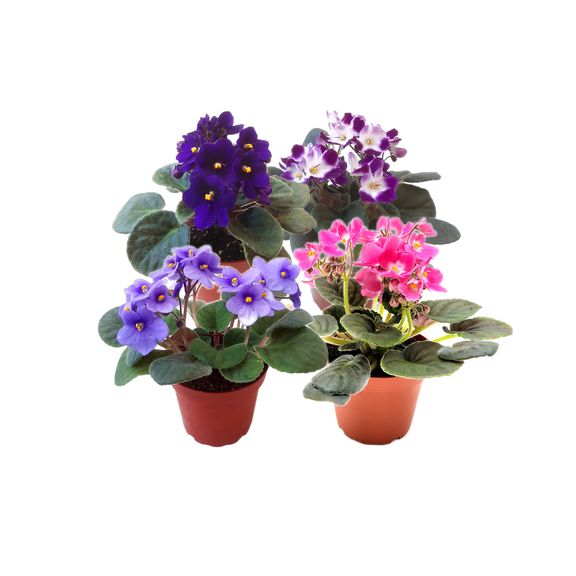 Wonderland Flora African Violets Live Plant in 4 in Pots (4 Count), Evergreen