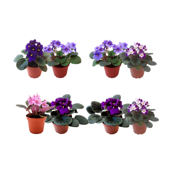 Wonderland Flora Green African Violets Live Plant in 4" Pot (2 Count)