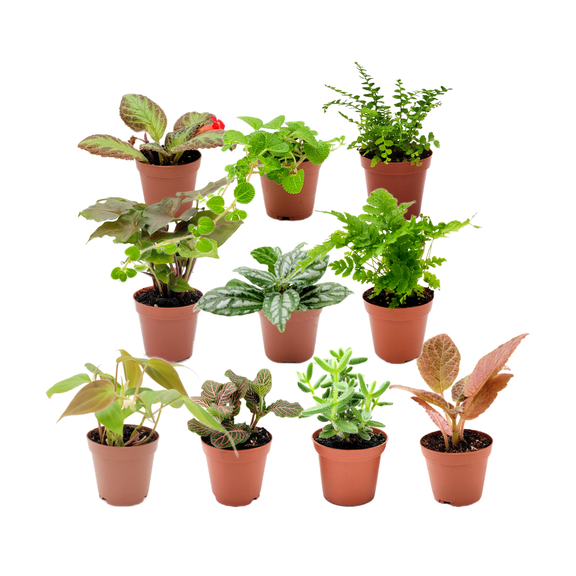 Wonderland Flora 10 PK Live Plant Collection Assorted Live Plants in 2" Pots (10 Counts)