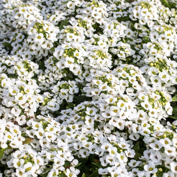 Wonderland Series Alyssum White ~50 Seeds – Lobularia maritima – Sweet Alyssum – Open-Pollinated Annual – Dwarf Trailing Flowers – Fragrant & Easy to Grow – 63-77 Days