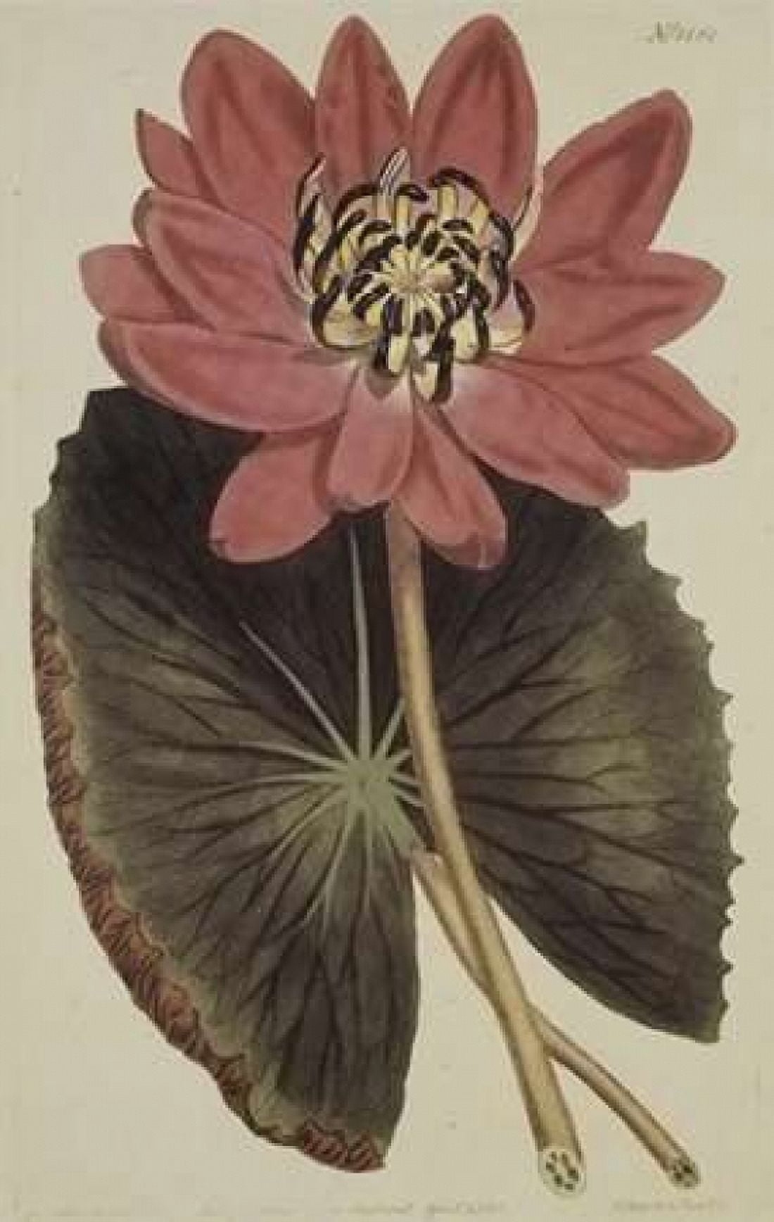 Wonderous Water Lily Canvas Art - Robert Sweet (24 x 36)