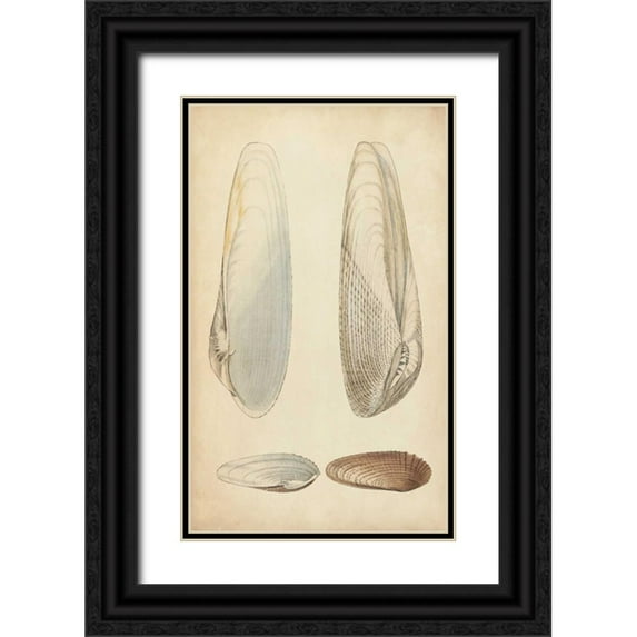Wood 16x24 Black Ornate Wood Framed with Double Matting Museum Art Print Titled - Marine Mollusk II