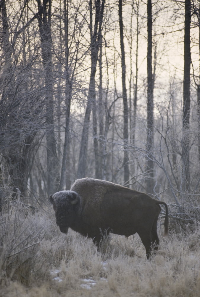 Wood Bison (Bison Bison Athabascae) Elk Island National Park Ab Canvas Art - Rebecca Grambo Design Pics (12 x 17)
