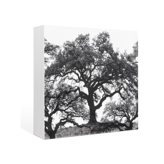 Wood Box Sign Oak Tree Forest Square Boxes Sgin Desk Decor Decorative Wood Block Plaque Black Deep Roots Branches Wooden Signs for Home Tabletop Shelf Wall Office Room Table Decorations Gifts 6"x6"