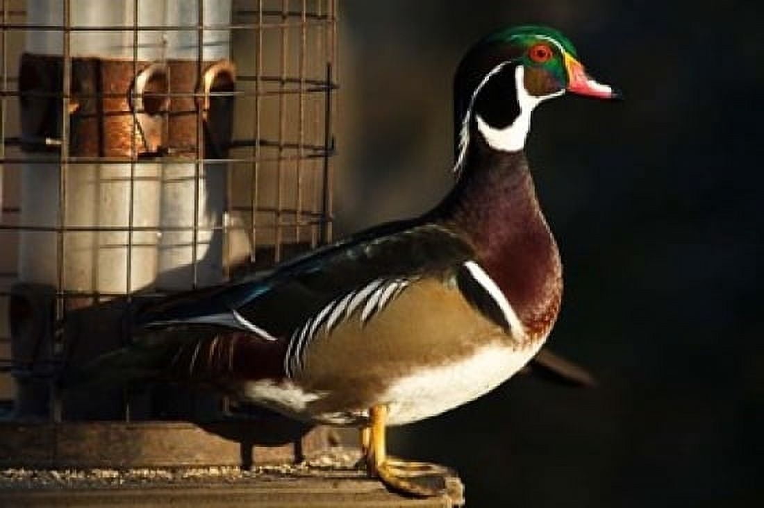 Wood Duck Drake George C Reifel Migratory Bird Sanctuary Westham Island British Columbia Canada Canvas Art - Rick A Brown DanitaDelimont (36 x 24)