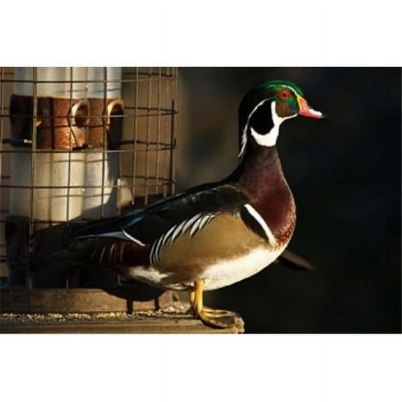 Wood Duck Drake George C Reifel Migratory Bird Sanctuary Westham Island British Columbia Canada Poster Print by Rick A