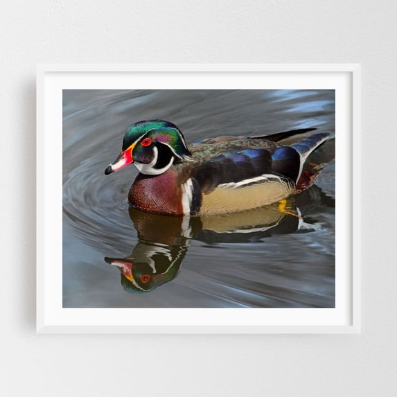 Wood Duck - Photography Wildlife Bird Nature Animal Water Aquatic Lake White Framed Wall Art Print 8 x 10 inches