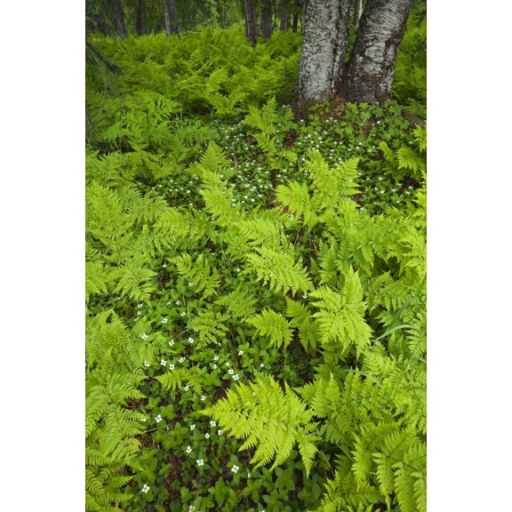 Wood Ferns And Bunch Berry Cover The Ground Near Byers Lake Denali State Park Alaska