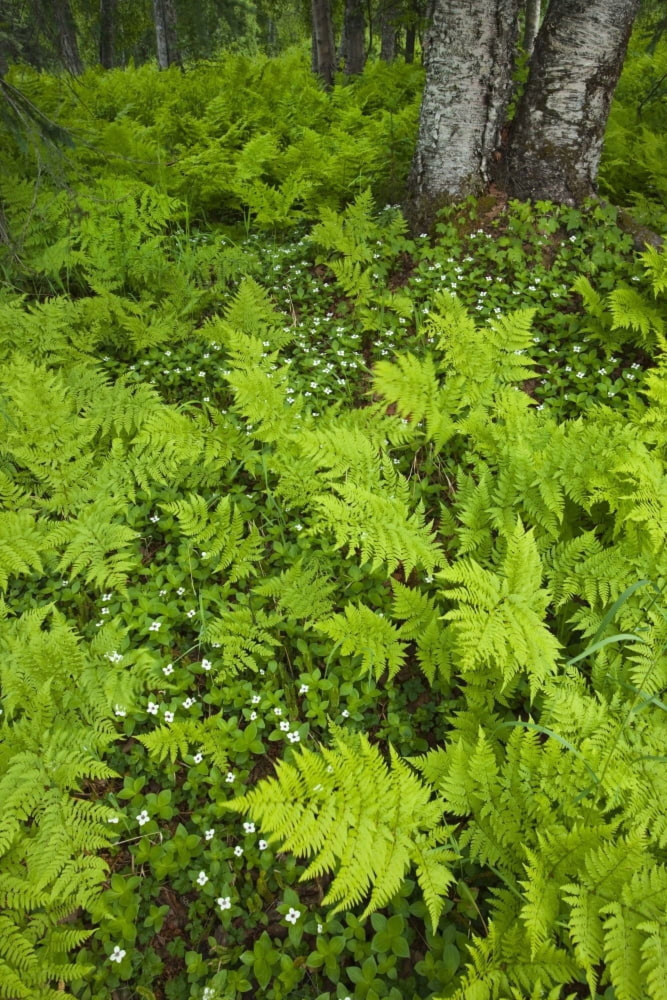 Wood Ferns (Dryopteris Dilatata) And Bunch Berry (Cornus Canadenis) Cover The Ground Near Byers Lake Denali State Park Alaska Canvas Art - John Delapp Design Pics (22 x 34)