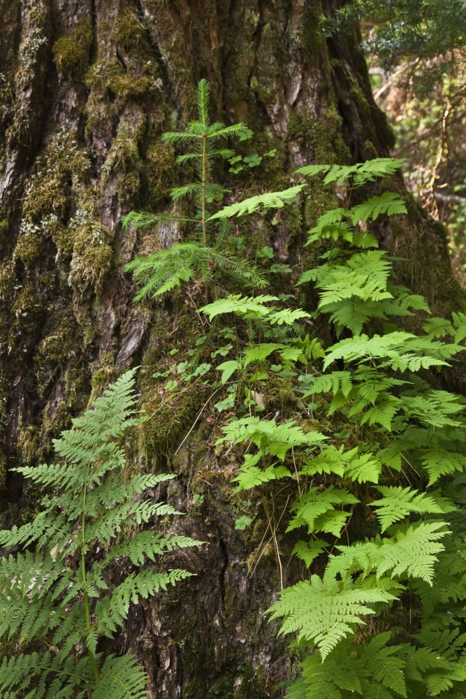 Wood Ferns And A Young Spruce Tree Grow Out Of The Base Of A Large Spruce Tree In The Rain Forest Along The Winner Creek Trail In Girdwood Alaska Canvas Art - John Delapp Design Pics (11 x 17)