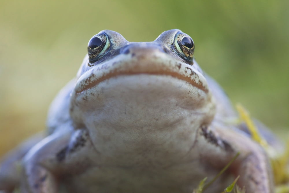 Wood Frog On The Copper River Delta During Summer Southcentral Alaska Canvas Art - Milo Burcham Design Pics (18 x 12)