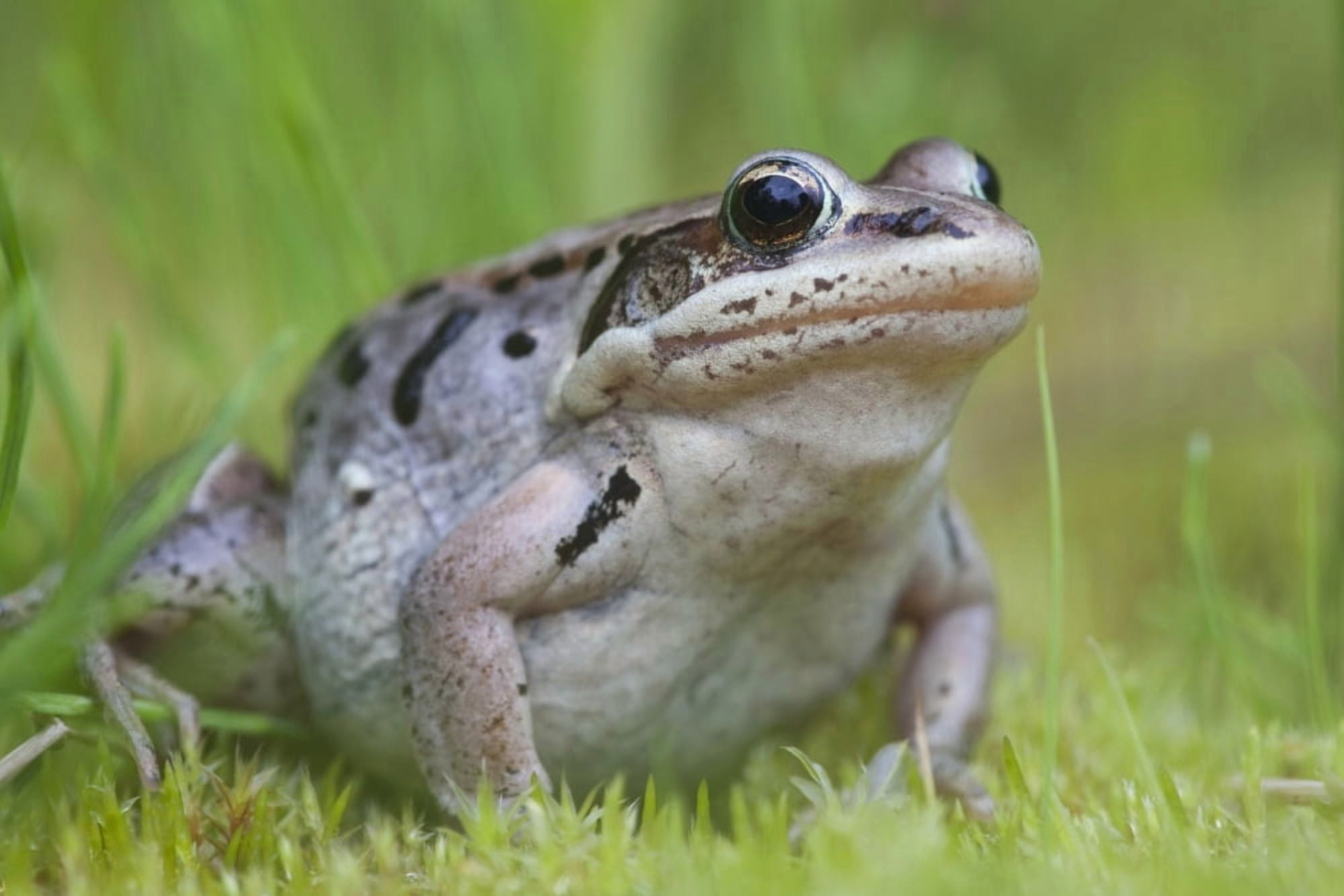 Wood Frog On The Copper River Delta During Summer Southcentral Alaska Canvas Art - Milo Burcham Design Pics (19 x 12)