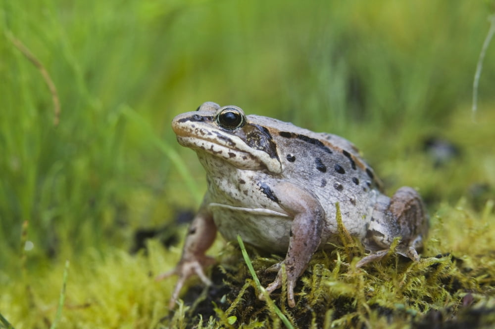 Wood Frog On The Copper River Delta During Summer Southcentral Alaska Canvas Art - Milo Burcham Design Pics (34 x 22)