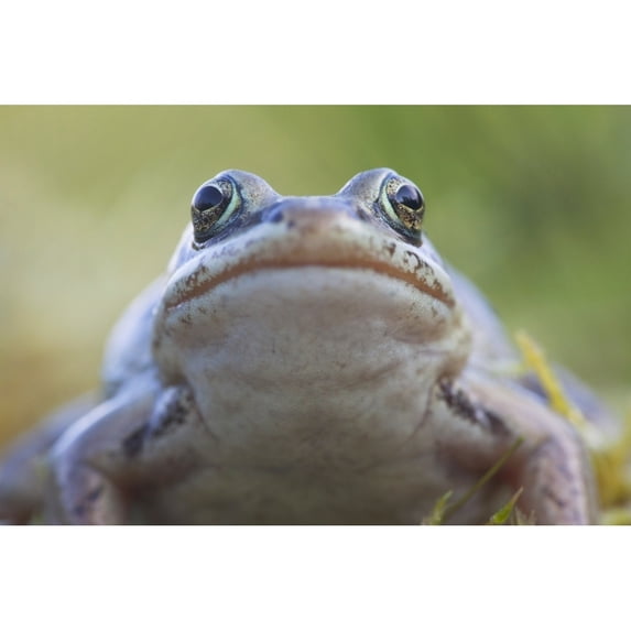 Wood Frog On The Copper River Delta During Summer, Southcentral Alaska Poster Print (36 x 24)