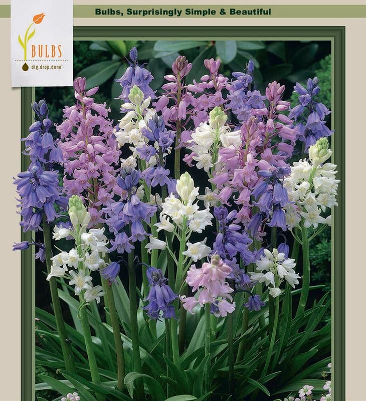 Wood Hyacinth Mix 10 Bulbs Hyacinthoides Hardy 8/10 cm Bulbs