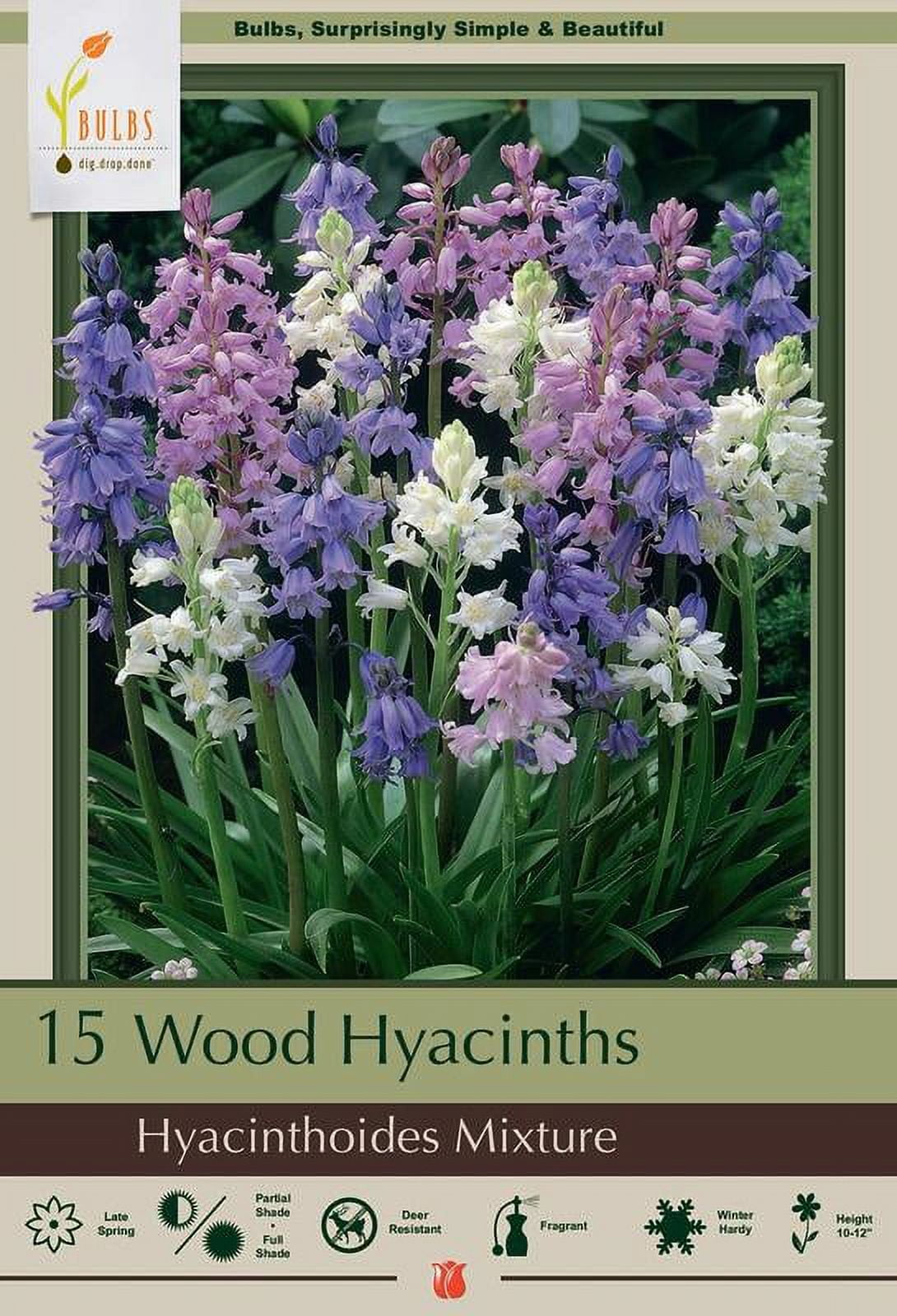 Wood Hyacinth Mix 15 Bulbs Scilla Deer Proof Hardy 8/10 cm Bulbs