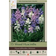 Wood Hyacinth Mix 15 Bulbs - Scilla - Deer Proof -Hardy - 8/10 cm Bulbs