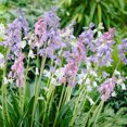 thumbnail image 1 of Wood Hyacinths Mix (Spanish Bells) Flower Bulbs - 25 Bulbs per Pack - Deer Resistant - Naturalizing - Perennializing - Easy to Grow Live Plants - Outdoor Garden, 1 of 4