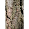 thumbnail image 1 of Wood II - Sweden - Photo Art Notebooks (5 x 8 series) (Paperback), 1 of 1