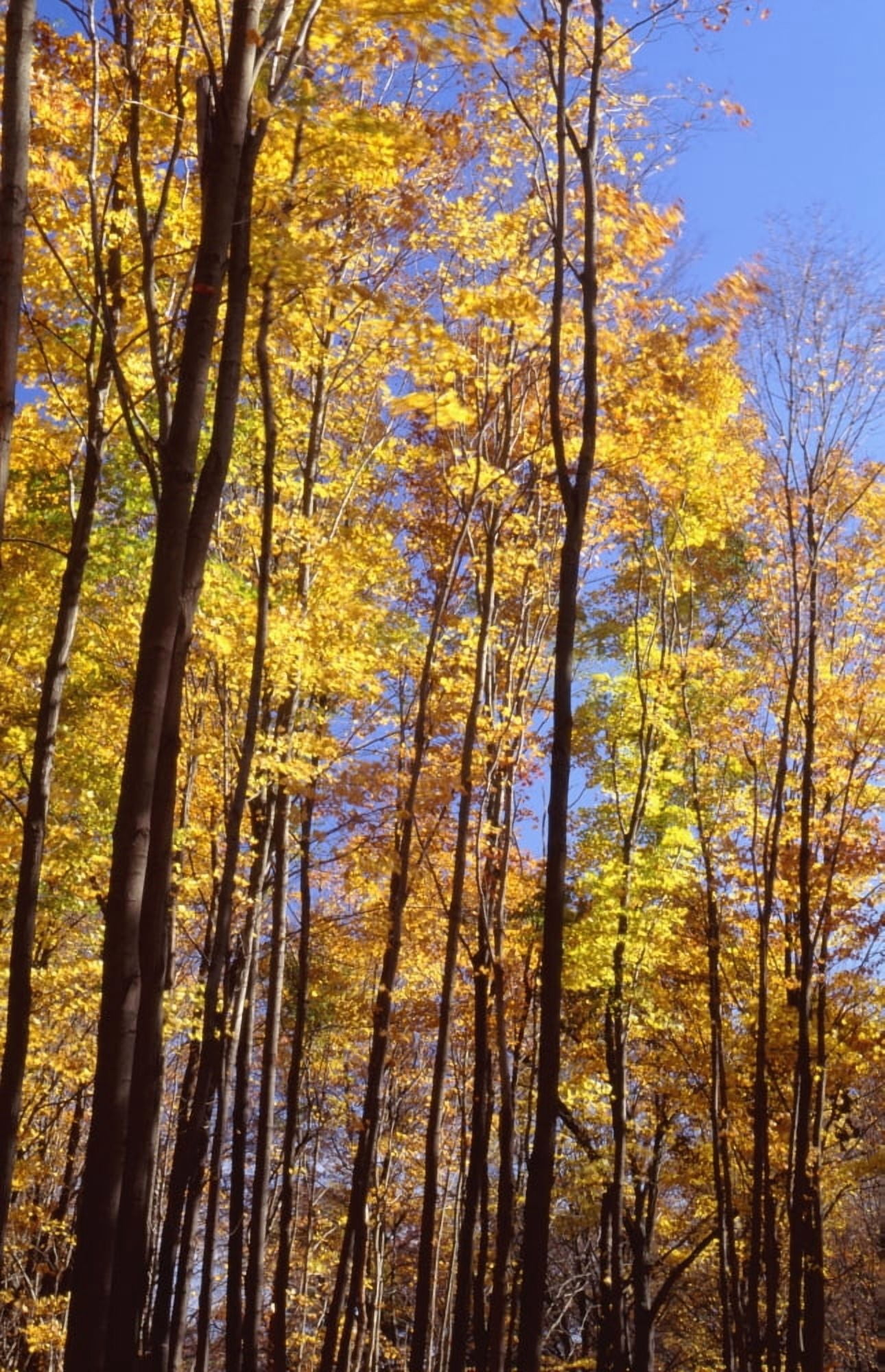 Wood In Autumn Canvas Art - Chris Coe Design Pics (24 x 38)