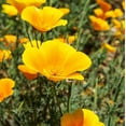 thumbnail image 1 of Wood Poppy Plants for Growing - Healthy Rootstock, Pretty Wildflower, Not Seeds (3 Plant), 1 of 1