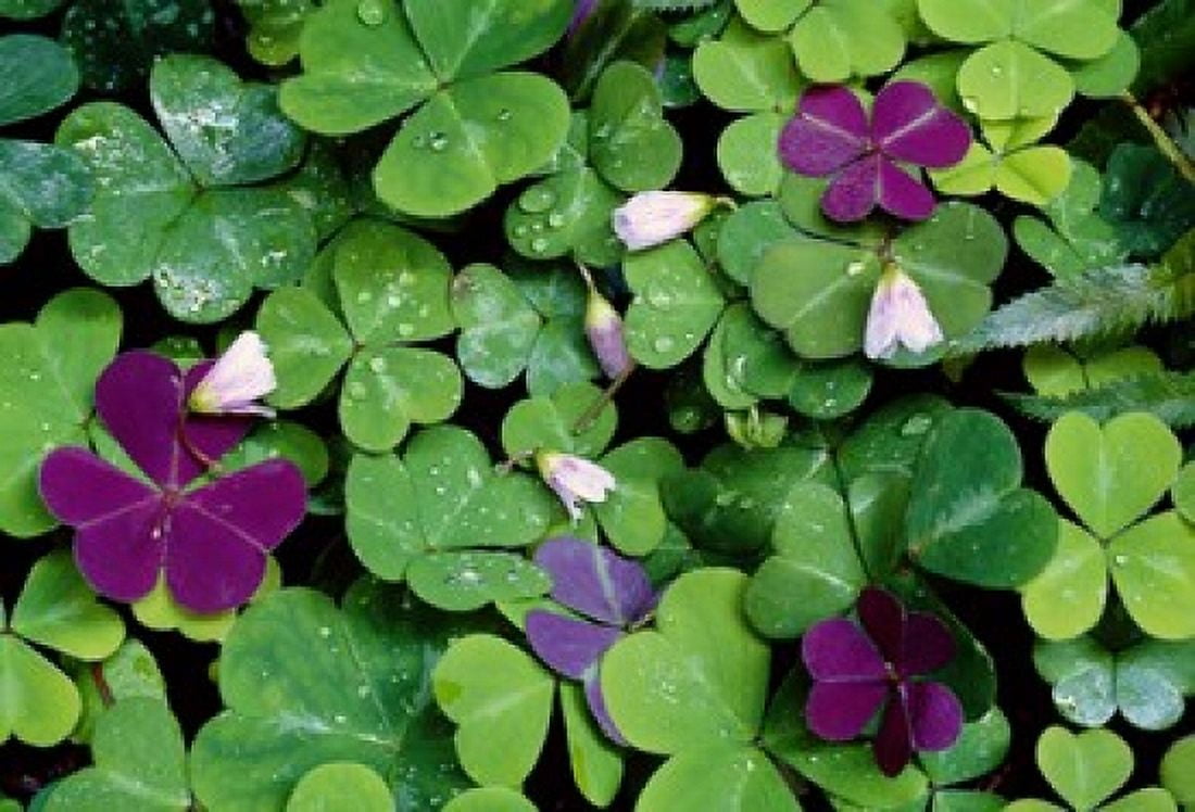 Wood Sorrel Plants (Oxalis Oregana) Canvas Art - Panoramic Images (16 x 11)