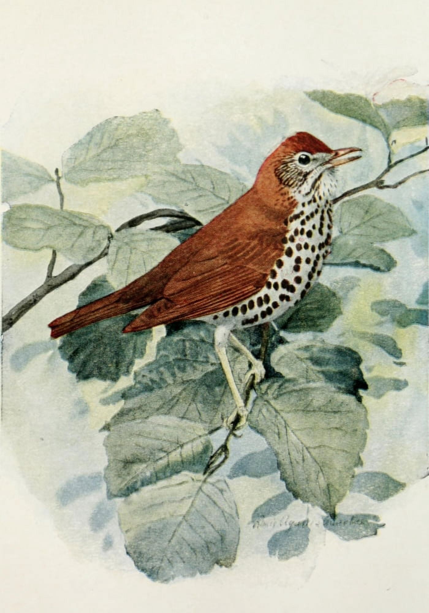 Wood Thrush Canvas Art - LA Fuertes (18 x 24)