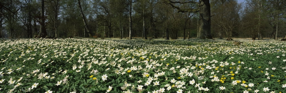 Wood anemones in bloom Sweden Canvas Art - Panoramic Images (6 x 18)