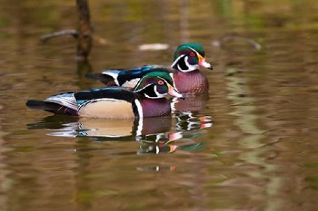 Wood ducks British Columbia Canada Canvas Art - Art Wolfe DanitaDelimont (26 x 18)